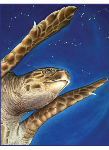 bisset turtle