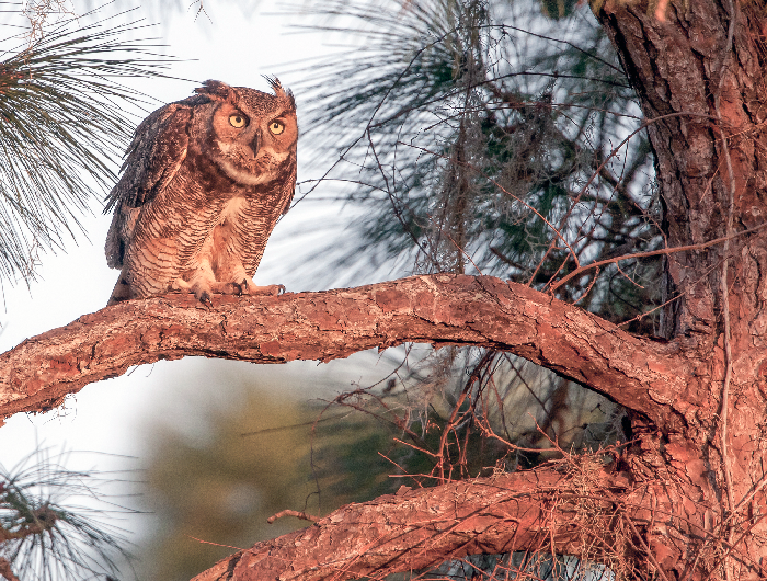 horned owl