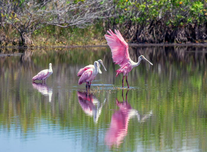 spoonbill family