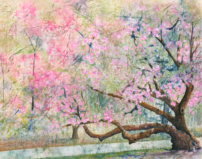 cherry blossom
